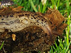 Spotted Leopard Slug